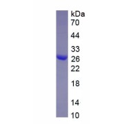 SDS-PAGE analysis of recombinant Cow CSN2 Protein.