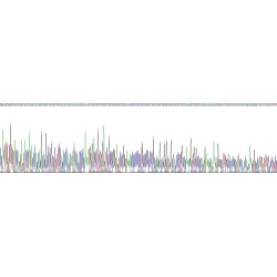 Human Cementum Protein 1 (CEMP1) Protein