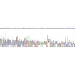 Rat Chemokine C-X-C-Motif Receptor 3 (CXCR3) Protein