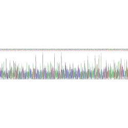 Human Collagen Type XII Alpha 1 (COL12A1) Protein