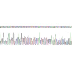 Rat Cytokine Receptor Like Factor 1 (CRLF1) Protein