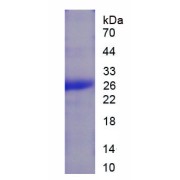 SDS-PAGE analysis of recombinant Pig Tumor Necrosis Factor Ligand Superfamily Member 6 (FASLG) Protein.