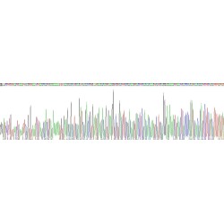 Mouse Farnesoid X Receptor (FXR) Protein