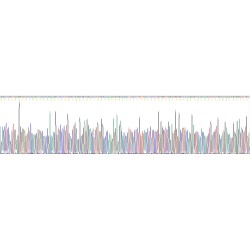 Mouse Fibroblast Growth Factor 13 (FGF13) Protein