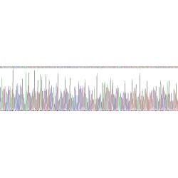 Rat Fibroblast Growth Factor 4 (FGF4) Protein