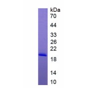 SDS-PAGE analysis of recombinant Mouse Gastric Inhibitory Polypeptide (GIP) Protein.