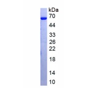 SDS-PAGE analysis of recombinant Human Glutamate Receptor, Ionotropic, NMDA 2D (GRIN2D) Protein.