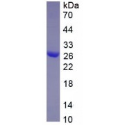 SDS-PAGE analysis of recombinant Rat GDF5 Protein.