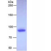 SDS-PAGE analysis of recombinant Mouse Histone Deacetylase 2 (HDAC2) Protein.