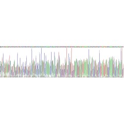 Rabbit Interleukin 2 (IL2) Protein
