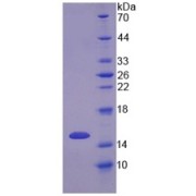 SDS-PAGE analysis of recombinant Human C-X-C Chemokine Receptor Type 1 (CXCR1) Protein.