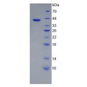 abx654065