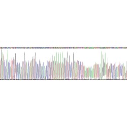 Human Melanocortin 5 Receptor (MC5R) Protein