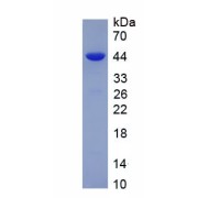 SDS-PAGE analysis of recombinant Cow Myeloperoxidase (MPO) Protein.