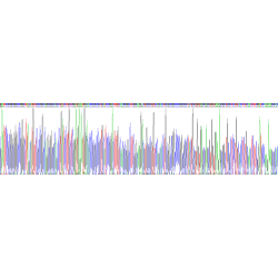 Mouse Netrin 1 (NTN1) Protein