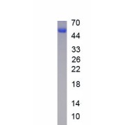 SDS-PAGE analysis of recombinant Mouse Netrin 1 (Ntn1) Protein.