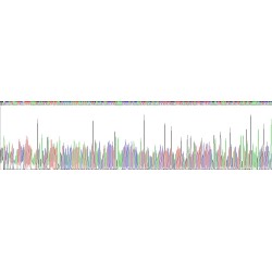 Human Neuron Derived Neurotrophic Factor (NDNF) Protein