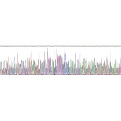 Human Neurotensin Receptor 1, High Affinity (NTSR1) Protein