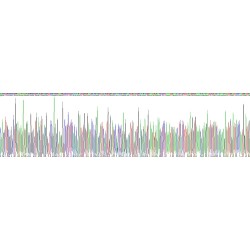 Rat Nidogen 2 (NID2) Protein