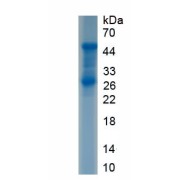 SDS-PAGE analysis of recombinant Human Patatin Like Phospholipase Domain Containing Protein 3 (PNPLA3) Protein.