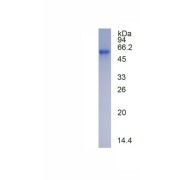 SDS-PAGE anaysis of recombinant Mouse Peripherin (PRPH) Protein.
