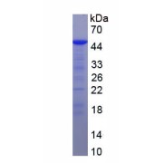 SDS-PAGE analysis of recombinant Human Reticulon 4 (RTN4) Protein.
