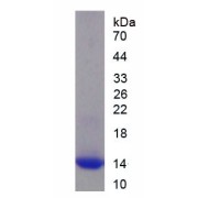 SDS-PAGE analysis of recombinant Human Retinoid X Receptor Alpha (RXRa) Protein.