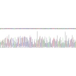 Human Ribonuclease H1 (RNASEH1) Protein