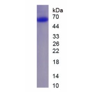 SDS-PAGE analysis of recombinant Human Ribonuclease H (RNASEH1) Protein.