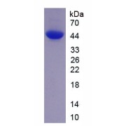 Cow Serum Amyloid A Protein (SAA1) Protein