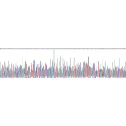 Human Solute Carrier Family 26, Member 4 (SLC26A4) Protein