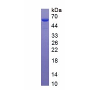 SDS-PAGE analysis of recombinant Pig Tissue Factor (TF/F3) Protein.