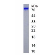 SDS-PAGE analysis of recombinant Human Mitochondrial Antiviral Signaling Protein (MAVS) Protein.