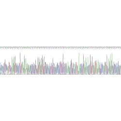 Human Protein Wnt-7b (WNT7B) Protein
