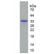 SDS-PAGE analysis of recombinant Human Protein Wnt-7b (WNT7B) Protein.