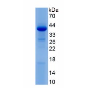 SDS-PAGE analysis of recombinant Human Protein Wnt-9b (WNT9B) Protein.
