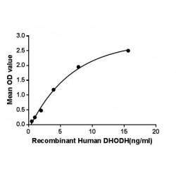 Human Dihydroorotate Dehydrogenase (DHODH) Protein