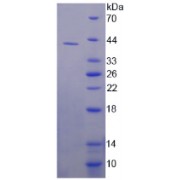 SDS-PAGE analysis of recombinant Human DHODH Protein.