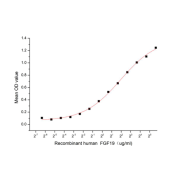 Binding activity of recombinant Human FGF19 with recombinant human FGFR1.