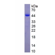 SDS-PAGE analysis of recombinant Human Interleukin 12B (IL12B) Protein.