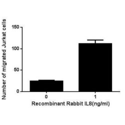 Rabbit Interleukin 8 / IL8 (CXCL8) Protein (Active)