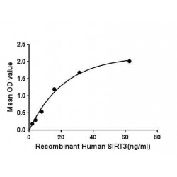Human Sirtuin 3 (SIRT3) Protein
