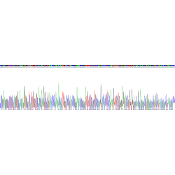 SARS-CoV-2 Nucleoprotein