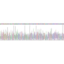 Human Neurofilament, Light Polypeptide (NEFL) Protein