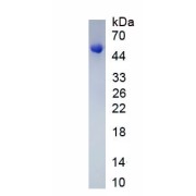 SDS-PAGE analysis of recombinant Human PPP3CB Protein.