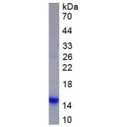 Mouse Colipase, Pancreatic (CLPS) Protein