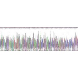 Human Collagen Type I Alpha 1 (COL1A1) Protein