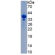 SDS-PAGE analysis of recombinant Human COL1A1 Protein.