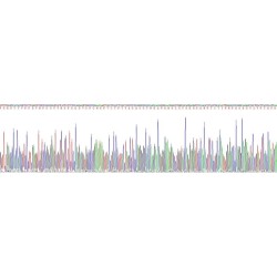 Mouse Myeloid-Derived Growth Factor (MYDGF) Protein