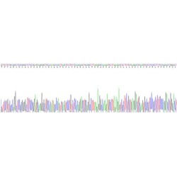 Human Interferon Lambda-3 (IFNL3) Protein